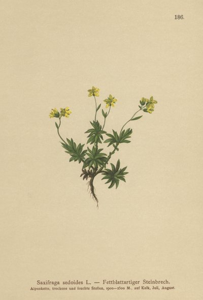 Saxifrage الشرقية (Saxifraga sedoides) بواسطة المدرسة الألمانية