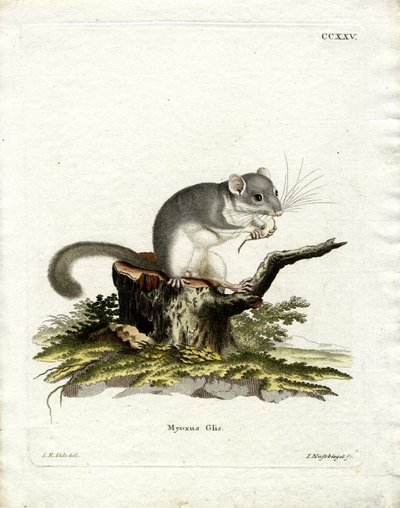 Dormouse الصالحة للأكل (نقش ملون) بواسطة المدرسة الألمانية