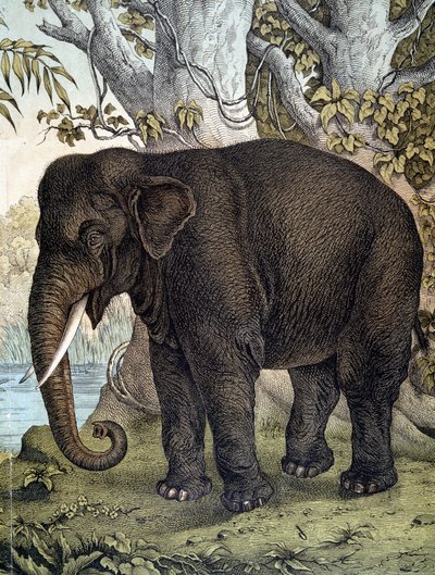 Elephant - in “Natural History of Mammals””, ed. Schreiber, Munich بواسطة المدرسة الألمانية