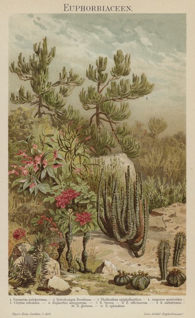 Euphorbias (لون ليثو) بواسطة المدرسة الألمانية