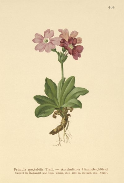 زهرة الربيع الألبية الأوروبية (Primula spectabilis ، Auriculastrum primula) بواسطة المدرسة الألمانية