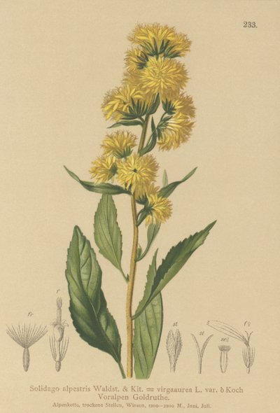 Goldenrod الأوروبي (Solidago alpestris ، Solidago virgaaurea ، Solidago virgaurea) بواسطة المدرسة الألمانية