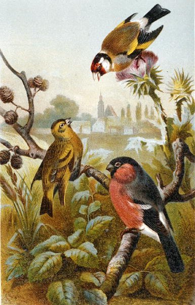 طائر الحسون الأوروبي ، إكترين جرينبول و Eurasion Bullfinch ، لوحة من "Brehm's Animal Life: General Knowledge of the Animal Kingdom" ، المجلد 4 ، ص. 57 ، نشره المعهد الببليوغرافي بواسطة المدرسة الألمانية
