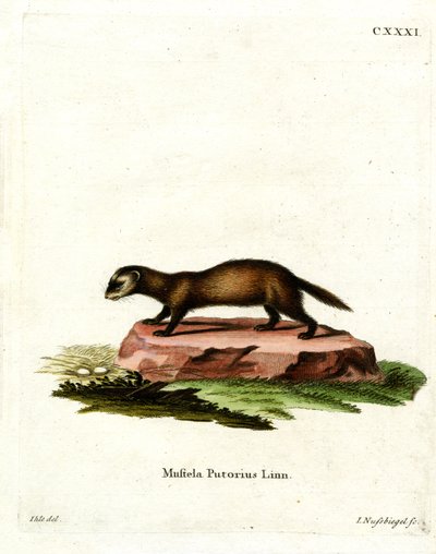 Polecat الأوروبي (نقش ملون) بواسطة المدرسة الألمانية