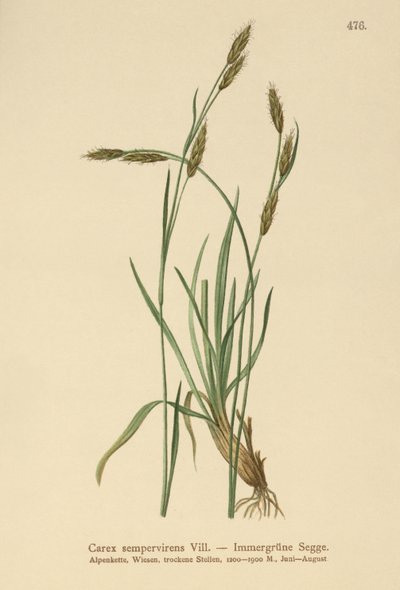نبات دائم الخضرة (Carex sempervirens) بواسطة المدرسة الألمانية