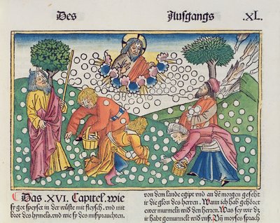 خروج 16 13-22 الله يوفر السمان والمنة للإسرائيليين ، من الكتاب المقدس نورمبرغ (Biblia Sacra Germanaica) (قطع خشبية ملونة) بواسطة German School