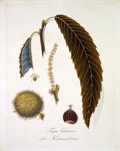 Fagus Castanea ، من "عمل شامل على جميع أنواع الخشب" بقلم يوهان دانيال فون ريتر ، نشر 1803-05 (نقش ملون) بواسطة المدرسة الألمانية