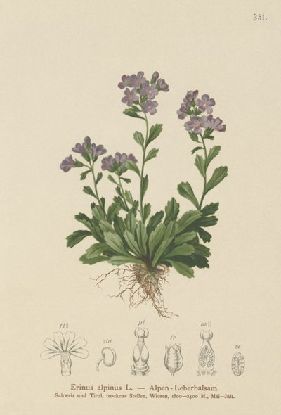 الجنية Foxglove (Erinus alpinus) بواسطة المدرسة الألمانية
