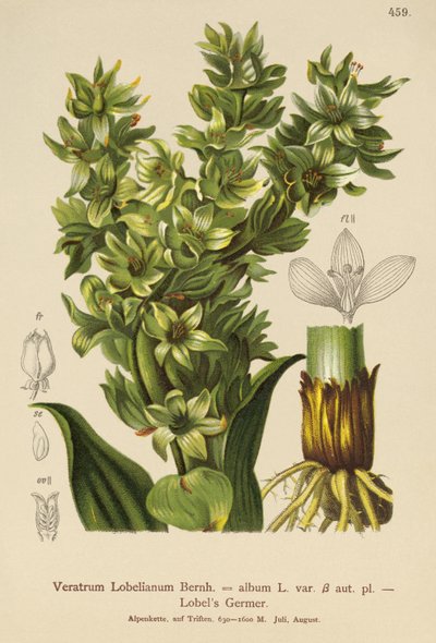 False Helleborine (ألبوم Veratrum ، Veratrum Lobelianum) بواسطة المدرسة الألمانية
