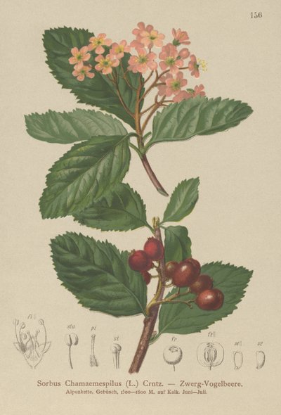 المشملة الكاذبة (Sorbus chamaemespilus) بواسطة المدرسة الألمانية