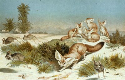 Fennec Fox ، لوحة من "Brehms Tierleben: Allgemeine Kunde des Tierreichs" ، المجلد 2 ، ص 202 ، نشره Bibliographisches Institut بواسطة المدرسة الألمانية