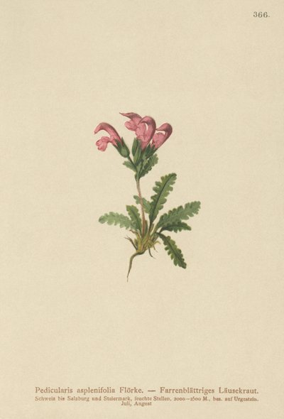 الوردية Lousewort (Pedicularis asplenifolia) بواسطة المدرسة الألمانية