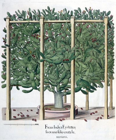 Ficus indica eystettensis ، من Hortus Eystettensis بقلم Basil Besler (1561-1629) ، حانة. 1613 بواسطة المدرسة الألمانية