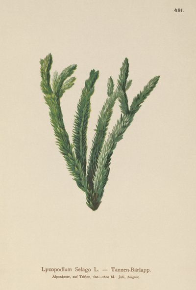 التنوب موس (Lycopodium Selago) بواسطة المدرسة الألمانية