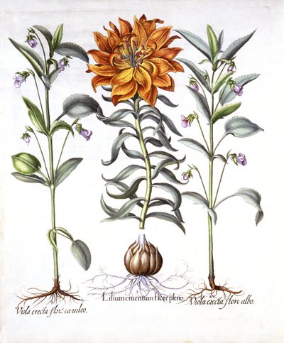 Fire Lily and Viola ، من Hortus Eystettensis ، بقلم باسل بيسلر (1561-1629) ، حانة. 1613 (نقش يدوي) بواسطة المدرسة الألمانية