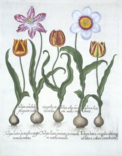 خمسة توليب ، من Hortus Eystettensis ، بقلم Basil Besler (1561-1629) حانة. 1613 (نقش يدوي) بواسطة المدرسة الألمانية