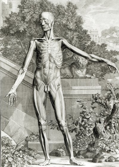 جسد ملوث ، من جداول الهيكل العظمي وعضلات جسم الإنسان بقلم برنارد سيغفريد ألبينوس (1697-1770) 1747 بواسطة المدرسة الألمانية