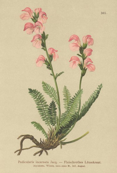 اللحم الوردي لوسوورت (Pedicularis incarnata) بواسطة المدرسة الألمانية