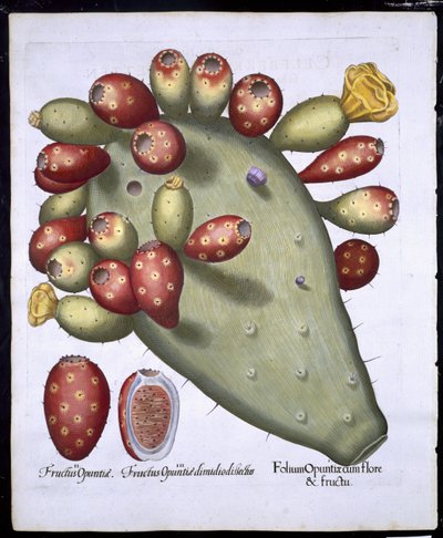 Folium Opuntia من Hortus Eystettensis بواسطة Basil Besler (1561-1629) حانة. 1613 (نقش يدوي) بواسطة المدرسة الألمانية