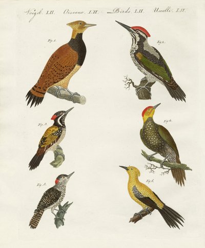 wookpeckers الأجنبية بواسطة المدرسة الألمانية