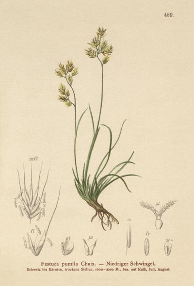 Fescue Four Leaved (Festuca pumila ، Festuca quadriflora) بواسطة المدرسة الألمانية