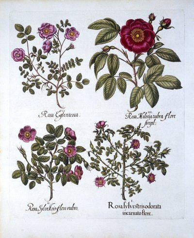أربعة متغيرات من Dog Rose ، من Hortus Eystettensis ، بقلم Basil Besler (1561-1629) ، حانة. 1613 (نقش يدوي) بواسطة المدرسة الألمانية