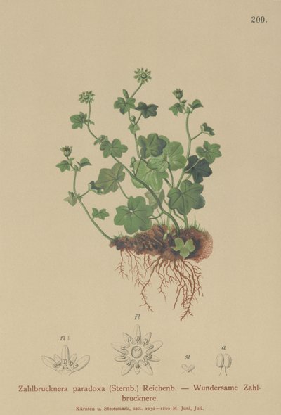 Fragile Saxifrage (Zahlbrucknera paradoxa ، Saxifraga paradoxa) بواسطة المدرسة الألمانية