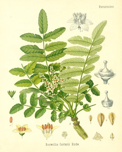 اللبان ، رسم توضيحي من النباتات الطبية Koehlers ، نشر في عام 1887 بواسطة المدرسة الألمانية