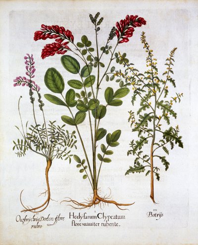 زهر العسل الفرنسي ، Sainfoin المشتركة والريش إبرة الراعي القدس البلوط ، من Hortus Eystettensis ، بقلم Basil Besler (1561-1629) ، حانة. 1613 (نقش يدوي) بواسطة المدرسة الألمانية