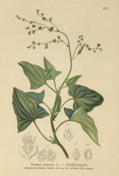 سوريل الفرنسية (آسف scutatus) بواسطة المدرسة الألمانية