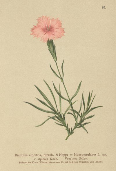 مهدب وردي (Dianthus Monspessulanus ، Dianthus alpestris ، Dianthus alpicola) بواسطة المدرسة الألمانية