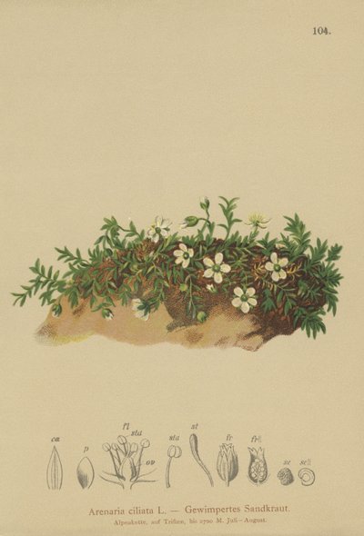 مهدب Sandwort (Arenaria ciliata) بواسطة المدرسة الألمانية
