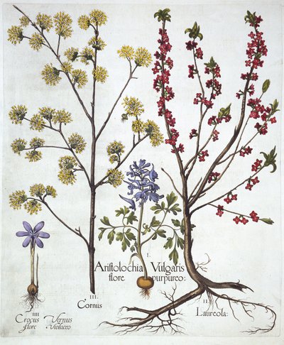 Fumewort ، Daphne mezereum ، Cornelian Cherry and Spring Crocus ، من Hortus Eystettensis ، بقلم Basil Besler (1561-1629) ، حانة. 1613 (نقش يدوي) بواسطة المدرسة الألمانية