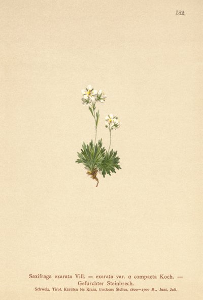 شعر Saxifrage (وقع Saxifraga على SAXIFRAGA exarata var. Compactcij SAXIFRAGA exarata ssp. Moschata) بواسطة المدرسة الألمانية
