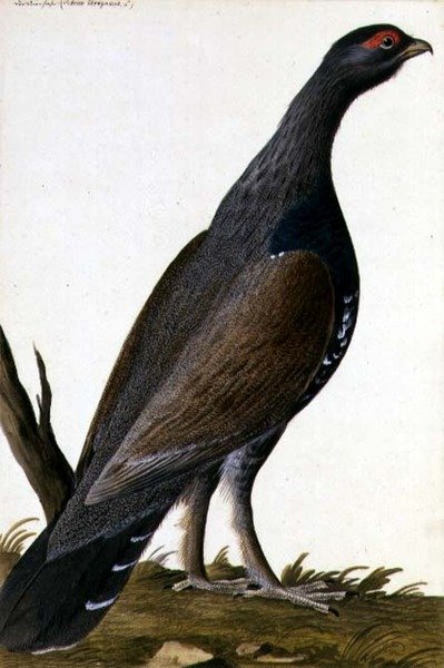 طائر اللعبة ، حوالي عام 1740 (ألوان مائية على ورق) بواسطة المدرسة الألمانية