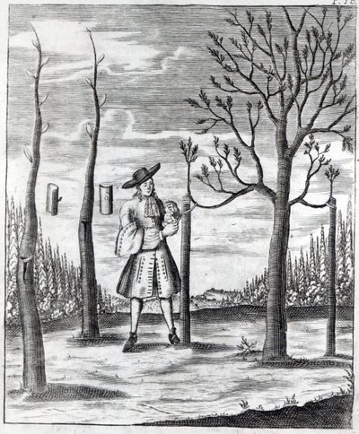 البستنة وأمراض النبات ، رسم توضيحي من "Neue Garten-lust" بواسطة هاينريش هيس ، 1696 بواسطة المدرسة الألمانية
