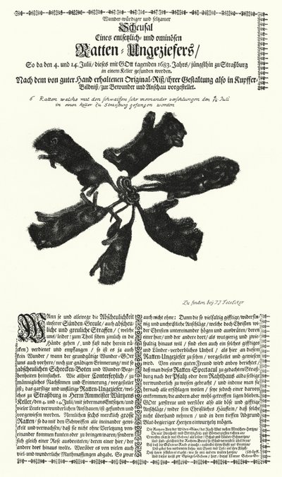 اصطياد جرذان عملاقة في ستراسبورغ عام 1683 (نقش) بواسطة المدرسة الألمانية