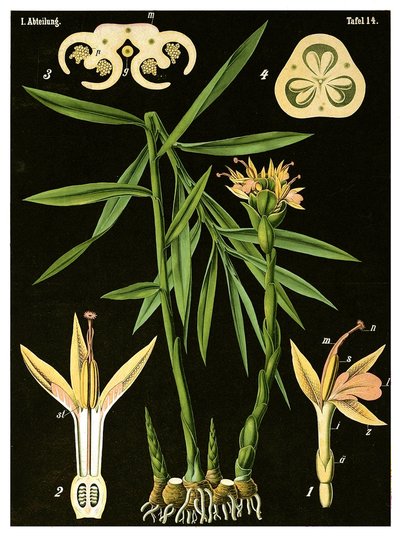 الزنجبيل (Zingiber officinale Roscoe) c.1890 (chromolithograph) بواسطة المدرسة الألمانية