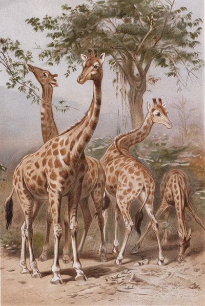 زرافة ، طبق من Brehms Tierleben> Allgemeine Kunde des Tierreichs ، المجلد. 3 ، ص. 9 ، نشر معهد ببلوغرافيا المراجع ، 1891 بواسطة المدرسة الألمانية