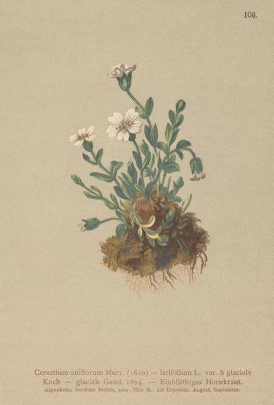 أذن الفأر الجليدي (Cerastium uniflorum ، Cerastium latifolium var. glaciale ، Cerastium glaciale) بواسطة المدرسة الألمانية