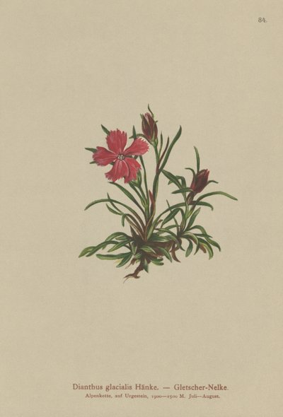 النهر الجليدي الوردي (Dianthus glacialis) بواسطة المدرسة الألمانية