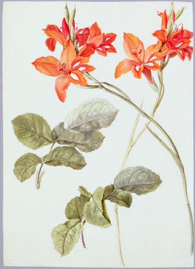 Gladiolus و Rose Leaves ، حوالي عام 1790 (ألوان مائية على ورق) بواسطة المدرسة الألمانية