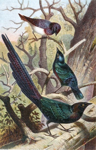الزرزور اللامعة ، لوحة من "Brehm's Animal Life: General Knowledge of the Animal Kingdom" ، المجلد 4 ، ص. 392 ، نشره المعهد الببليوغرافي بواسطة المدرسة الألمانية
