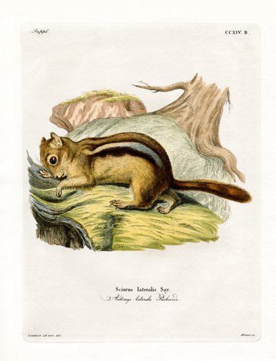 Golden-mantled Ground Squirrel (coloured engraving) بواسطة المدرسة الألمانية