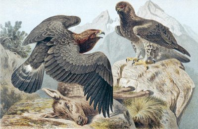 النسر الذهبي ، لوحة من "Brehms Tierleben: Allgemeine Kunde des Tierreichs" المجلد 6 ، الصفحة 266 ، نشره Bibliographisches Institut بواسطة المدرسة الألمانية