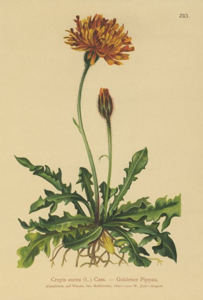 اللحية الذهبية الصقور (Crepis aurea) بواسطة المدرسة الألمانية