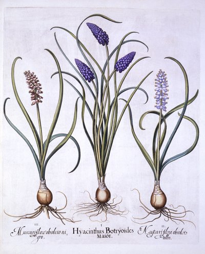 صفير العنب ، من Hortus Eystettensis ، بقلم باسل بيسلر (1561-1629) ، حانة. 1613 (نقش يدوي) بواسطة المدرسة الألمانية