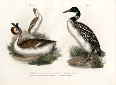 غريت كريستيد العظيم ، 1864 بواسطة المدرسة الألمانية