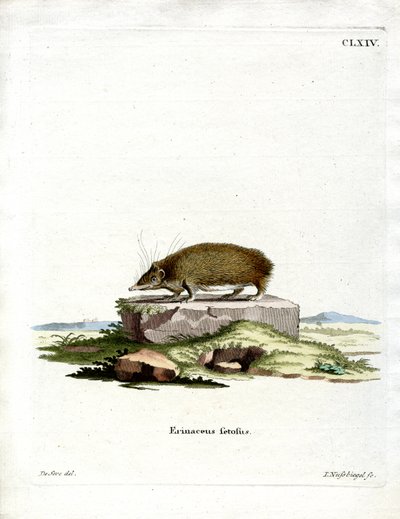أكبر القنفذ Tenrec (نقش ملون) بواسطة المدرسة الألمانية