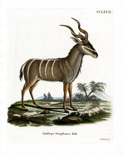 Greater Kudu (coloured engraving) بواسطة المدرسة الألمانية